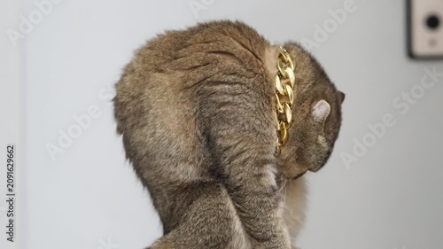 Brown cat with gold chain around its neck sitting indoors, grooming its soft brown fur relaxed and stylish manner, pet animal displaying calm and fashionable feline accessory, cute domestic mammal