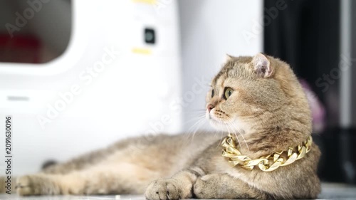 Scottish fold cat gold chain luxury relaxed adorable pet feline domestic cute playful animal home fur whisker yellow eyes sitting laying calm stylish fashion collar jewelry pampered elegant trendy