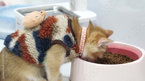 Cat Sweater Eating Food Bowl Pet Indoor Brown Orange Striped Cute Animal with Pink Collar Cozy Domestic Feline Adorable Scene of Hungry Cat Eating Dry Food from Colorful Bowl Indoors