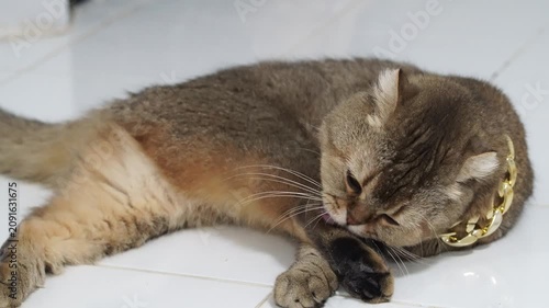 Brown cat with short hair wearing gold chain lying white tile floor, licking paw relaxed indoor setting, adorable domestic pet grooming, pampered feline with clean whiskers, calm and content