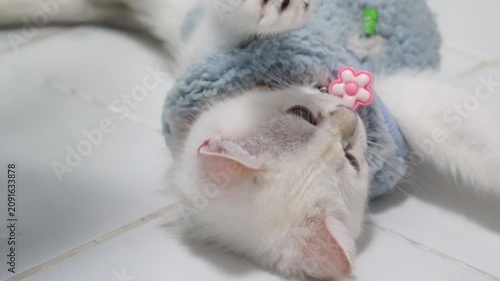 White cat in blue sweater with pink flower lying relaxed on indoor tile, cute playful pet with soft fur, adorable young fluffy feline resting calm, domestic animal enjoying cozy peaceful moment