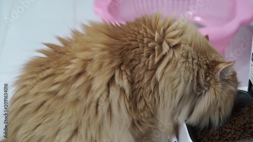 Fluffy cat long hair ginger eating pet indoor feline food bowl domestic animal with soft healthy fur, relaxed and adorable, sitting on white floor near pink basket, cute mammal whisker tail grooming