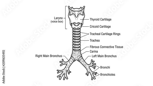 Foto Anatomical illustration of the human larynx and trachea with bronchi