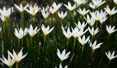 Obraz na płótnie Closeup view of a dense bed of white rain lilies blooming beautifully