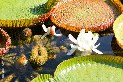 Closeup view of giant water lilies thriving in a tropical garden pond.