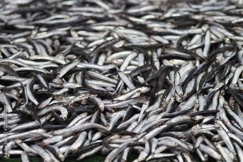 Obraz na plátně Fresh catch of tiny fish at a bustling market in mid-morning