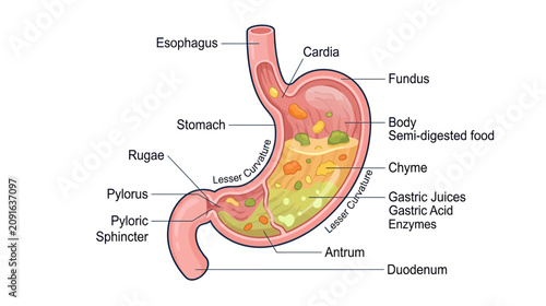 Bild auf Leinwand Human Stomach Anatomy Diagram with Digestion Process and Labels