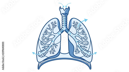 фотографія Human Lung Anatomy Illustration: Breathing Process and Airflow Diagram