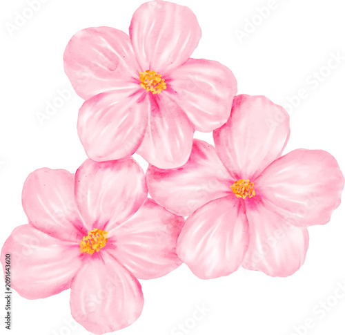 Watercolor Pink Hibiscus Flowers