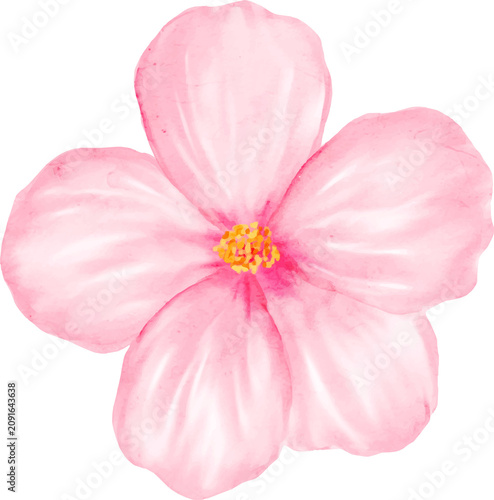 Watercolor Pink Flowers
