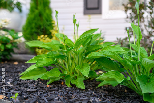 Green hosta plants with flower stalks growing in dark garden mulch. Suburban landscaping and curb appeal close-up.