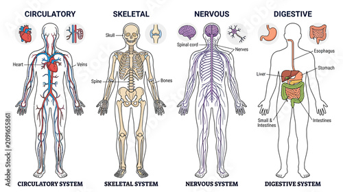 Photos Human Body Systems: Circulatory, Skeletal, Nervous, Digestive - Infographic