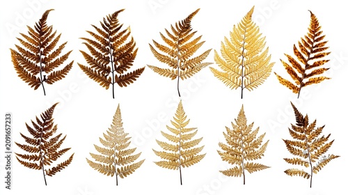 Collection of golden brown autumn fern leaves on white background