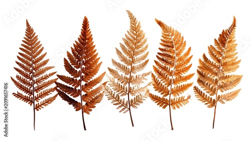 Golden brown fern leaves on white background, nature concept
