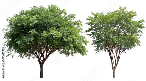 Two green trees isolated on white background