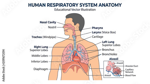 Quadro su tela Human Respiratory System Anatomy Educational Vector Illustration