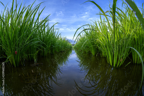 Rice paddy field in close up with blue sky