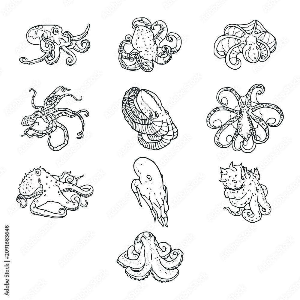 Fototapeta premium Detailed Deep Sea Octopus Outline Illustration Collection