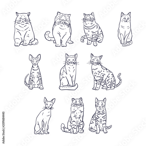 Bild auf Leinwand Elegant Domestic Cat Breeds Outline Set