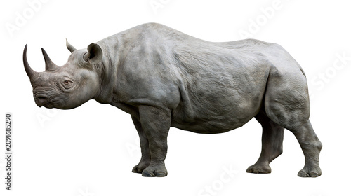 Obraz na plátně Gray rhinoceros with two horns, isolated on transparent background