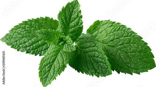 Quadro su tela Fresh green mint leaves with textured surface, isolated on transparent backgroun