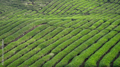 green tea plantation in west sumatra, indonesia