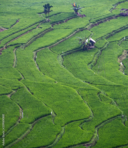 Beautiful terraced rice fields in West Sumatra, Indonesia.
Part 1