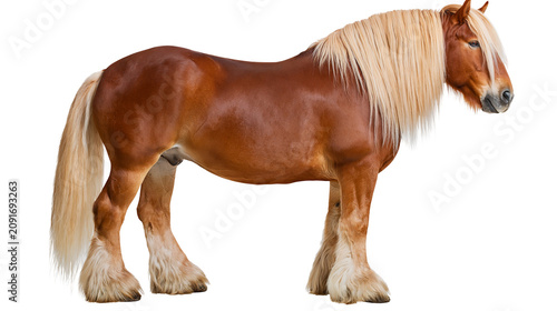 Foto Majestic chestnut draft horse with long blonde mane, isolated on transparent bac
