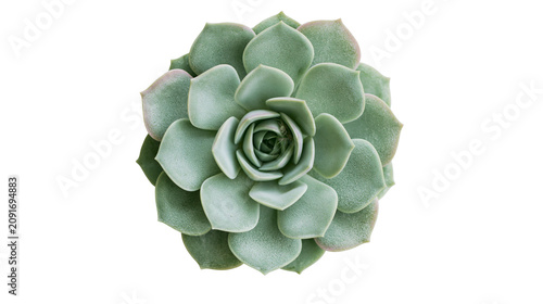 Photos Green succulent plant rosette with layered fleshy leaves, isolated on transparen