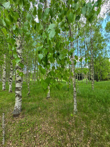 Sunlit Birches of Botanical Garden Where Nature Meets Science
