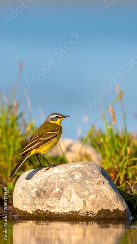 Bird Perched on a Rock Near Water