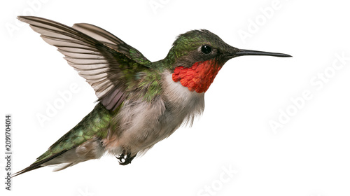 Foto Male ruby-throated hummingbird with iridescent green feathers and red gorget, is