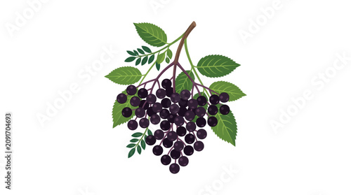 Botanical illustration of ripe elderberry clusters with green leaves on white background