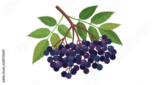 Detailed botanical illustration of a ripe elderberry cluster with green leaves and stems