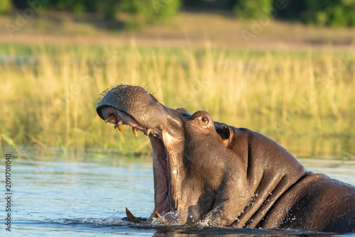 Canvas Print A Hippo in the Okavango Delta in Botswana