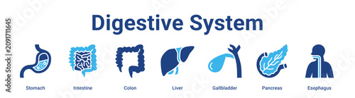 Digestive System web banner icon vector illustration concept for medical with icon of Stomach, Intestine, Colon, Liver, Gallbladder.