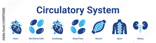 Obraz na płótnie Circulatory System web banner icon vector illustration concept for medical with icon of Heart, Red Blood Cells, Cardiology, Blood Flow, Muscle