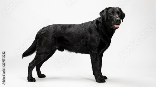 Beautiful black labrador retriever standing proudly against a clean white background