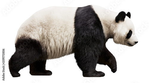 Fotografie Fluffy giant panda bear walking, isolated on transparent background