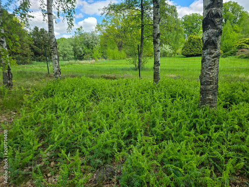 Sunlit Birches of Botanical Garden Where Nature Meets Science