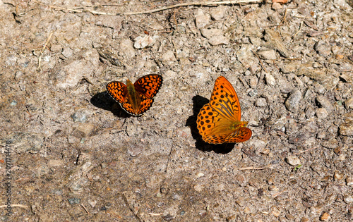 Argynnis paphia the silver-washed frittilary and argynnis niobe butterfly sitting on the soil