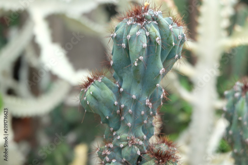 close up of cactus