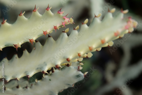 close up of cactus