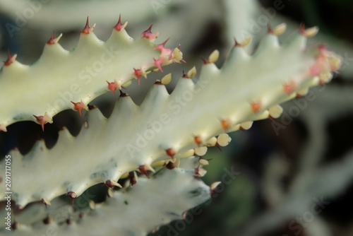 close up of cactus