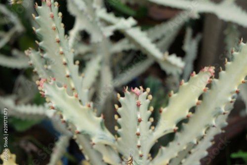 close up of cactus