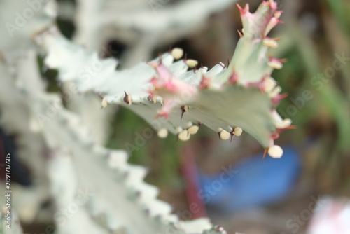 close up of cactus