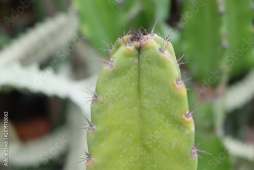close up of cactus