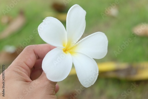 plumeria flower in the hand