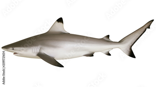 Foto Gray reef shark with black fin tips, isolated on transparent background