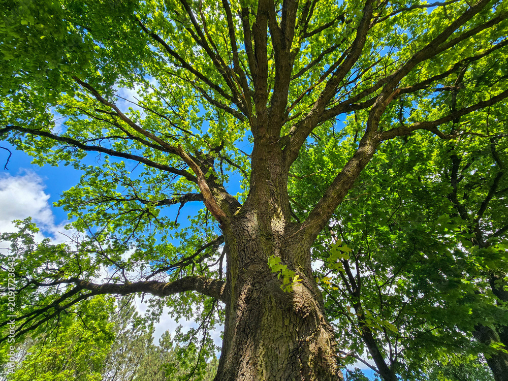 Obraz premium Lone Tree with Spreading Crown